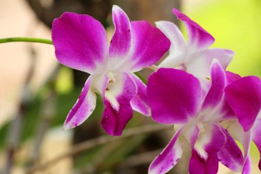 Orkide çiçek güzel doğa