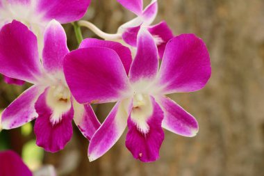 Orkide çiçek güzel doğa