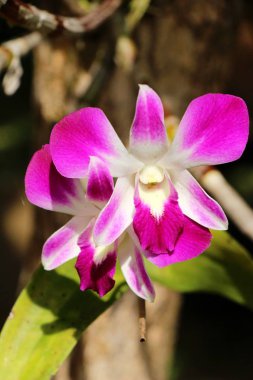 Orkide çiçek güzel doğa