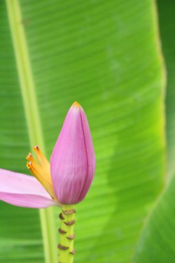 Muz çiçek doğa ile güzeldir