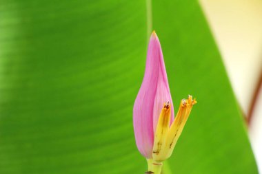 Muz çiçek doğa ile güzeldir