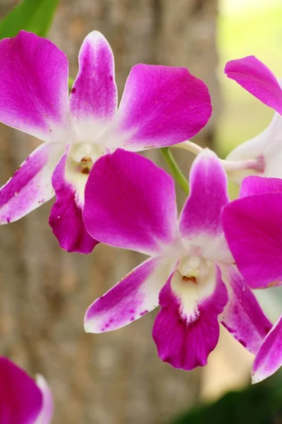 Květ orchideje na krásné v přírodě — Stock fotografie