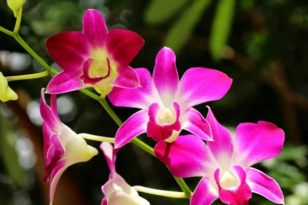 Orchidée fleur à belle dans la nature — Photo