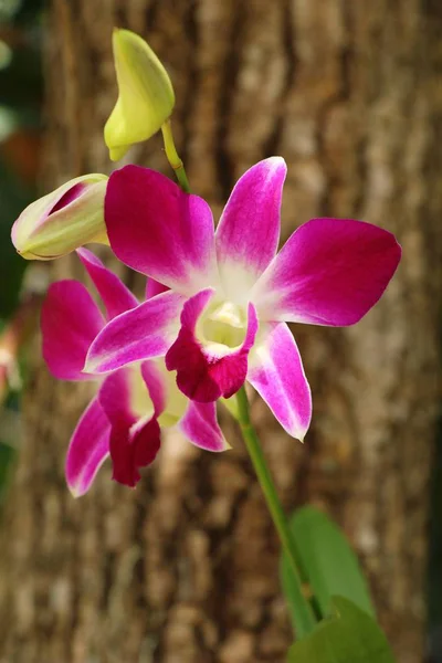 Orchid flower at beautiful in the nature — Stock Photo, Image