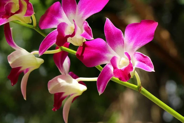 Orchidea kwiat o piękne z natury — Zdjęcie stockowe