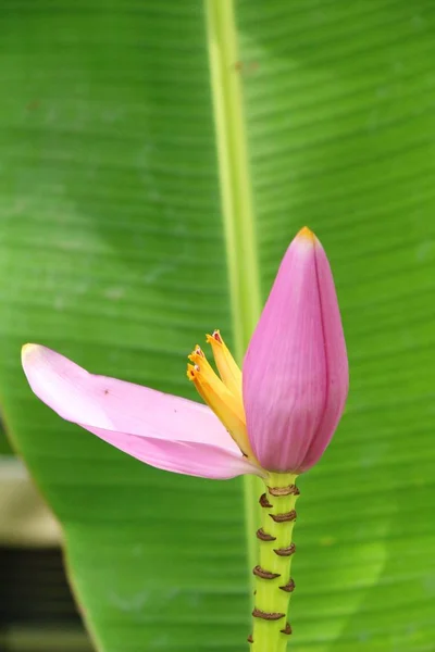 香蕉花是美丽的与自然 — 图库照片