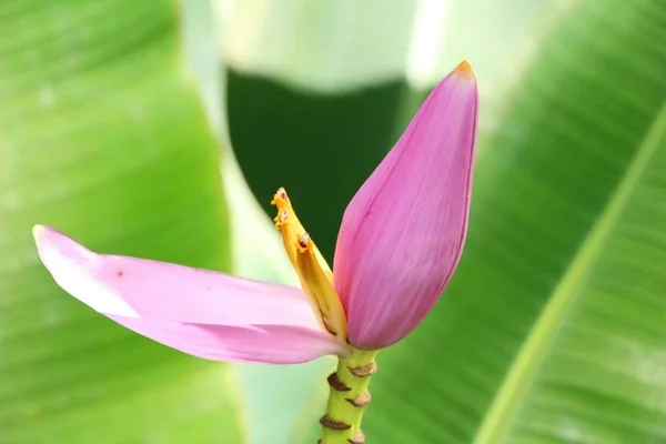 Banana flower is beautiful with the nature — Stock Photo, Image