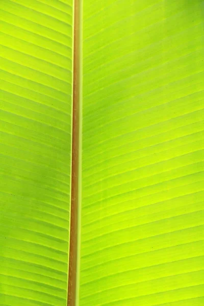 Fondo de hoja verde es belleza en la naturaleza —  Fotos de Stock