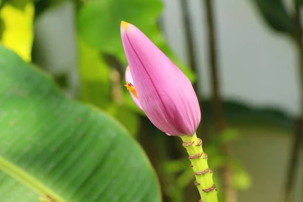 Flor de banana é bonita com a natureza — Fotografia de Stock