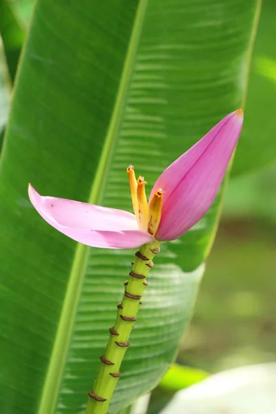 Banaan bloem is mooi met de natuur — Stockfoto