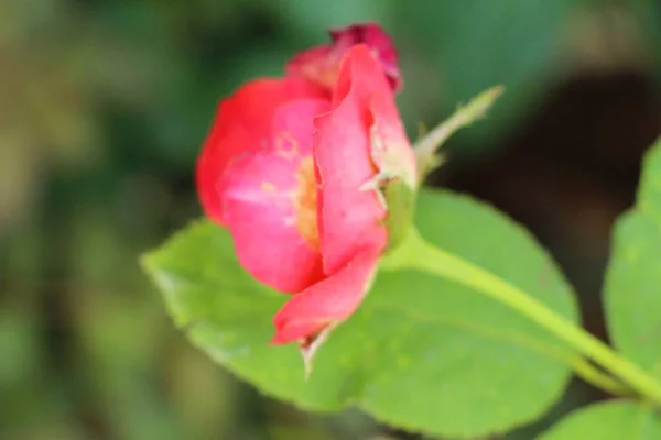Hermosas rosas florecen en el jardín —  Fotos de Stock