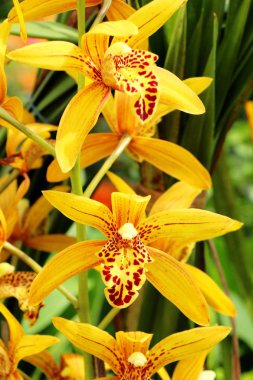 Orkide çiçek güzel doğa