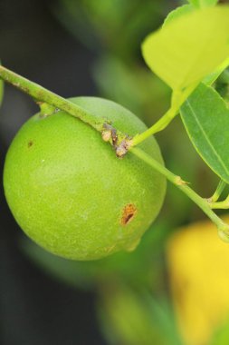 Limon bahçesinde ağaç üzerinde