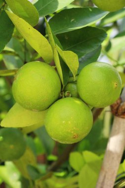 Limon bahçesinde ağaç üzerinde