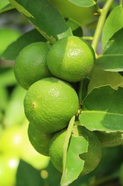 Limon bahçesinde ağaç üzerinde