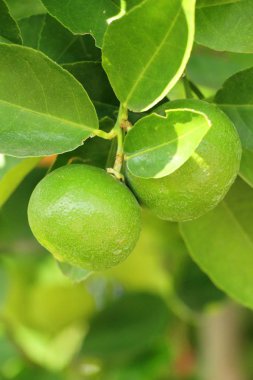 Limon bahçesinde ağaç üzerinde