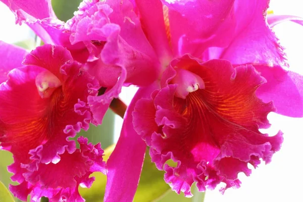 Flor de orquídea em belo na natureza — Fotografia de Stock