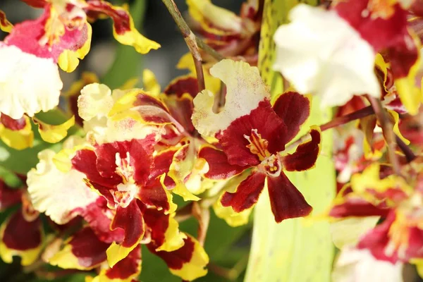 Orkidé blomma på vackra i naturen — Stockfoto