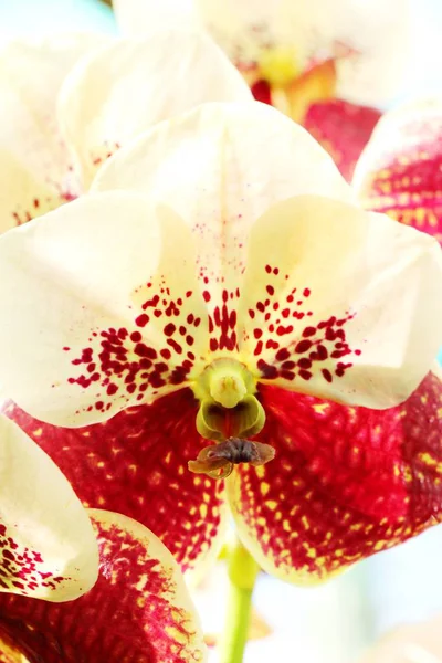 Flor de orquídea em belo na natureza — Fotografia de Stock