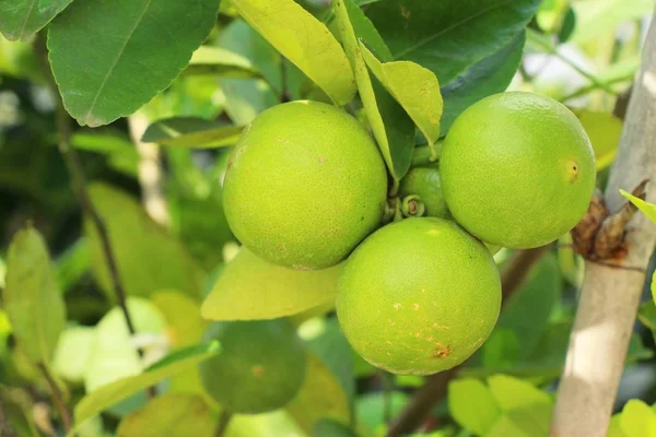 Lemon on the tree in the garden — Stock Photo, Image