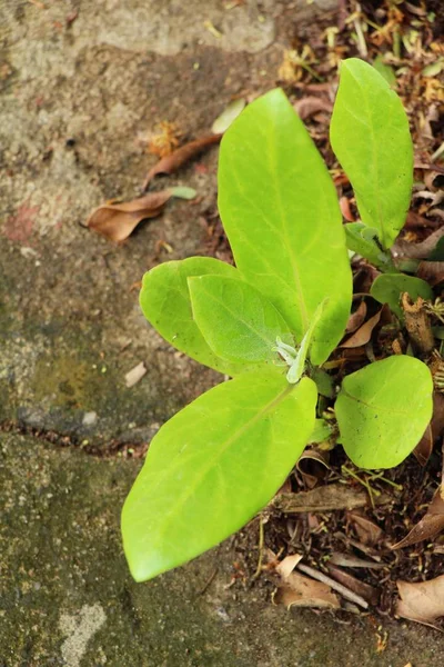 Foglia verde in giardino con la natura — Foto Stock