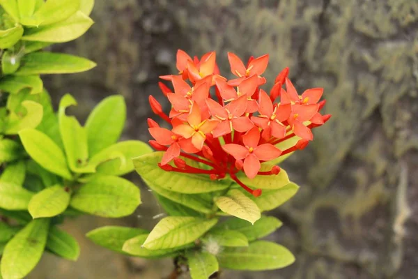 Fiori di Ixora bella fioritura in giardino — Foto Stock