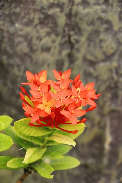 Ixora flowers beautiful bloom in the garden — Stock Photo, Image