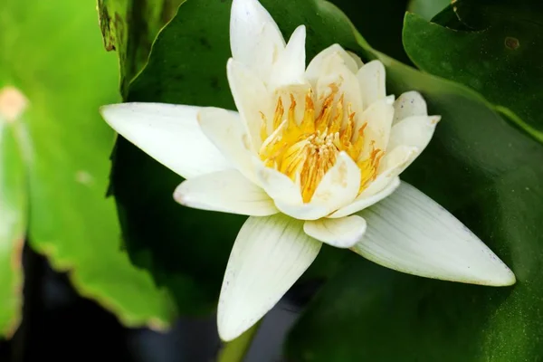 Vackra lotus i dammen med naturen — Stockfoto