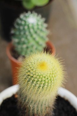Güzel küçük tencerede kaktüs