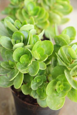 Güzel küçük tencerede kaktüs