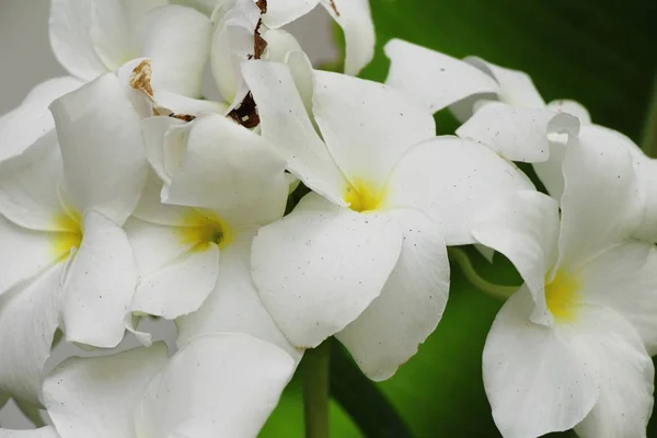 Plumeria kukka kaunis luonnossa — kuvapankkivalokuva