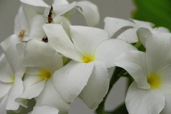 プルメリアの花と美しい自然の中で — ストック写真
