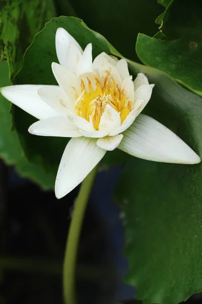 Beau lotus dans l'étang avec la nature — Photo