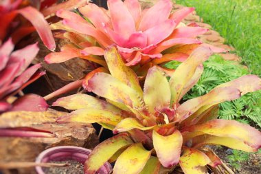 Bromeliad Çiçek bahçesinde bulunan doğa