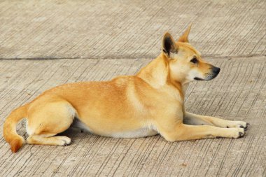 Kahverengi köpek şirin yere bakıyor
