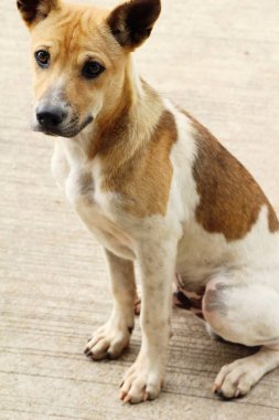 Kahverengi köpek şirin yere bakıyor