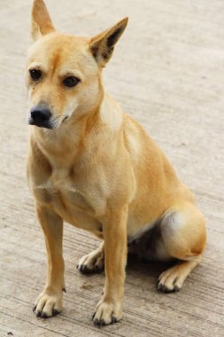 Kahverengi köpek şirin yere bakıyor