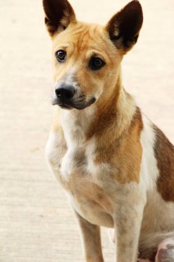 Kahverengi köpek şirin yere bakıyor