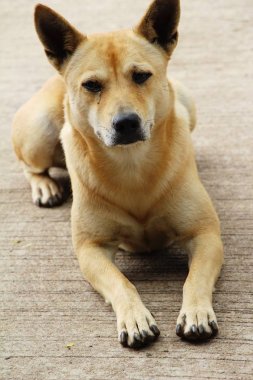 Kahverengi köpek şirin yere bakıyor