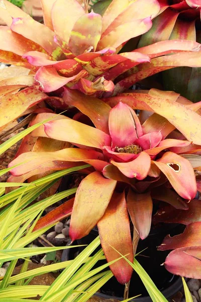 Бромелия цветок в саду с природой — стоковое фото