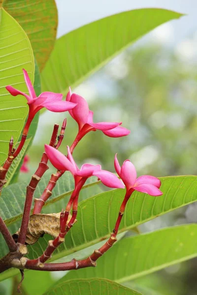 Plumeria flor com bonito na natureza — Fotografia de Stock