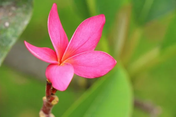 Plumeria flor com bonito na natureza — Fotografia de Stock