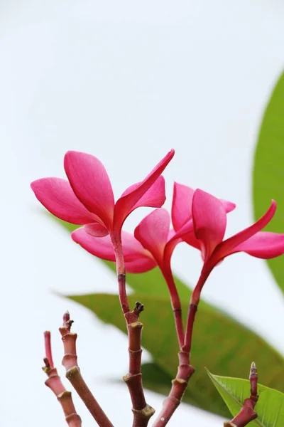 Plumeria květ s krásné v přírodě — Stock fotografie