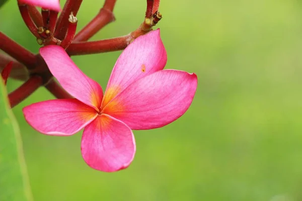 Plumeria flor com bonito na natureza — Fotografia de Stock