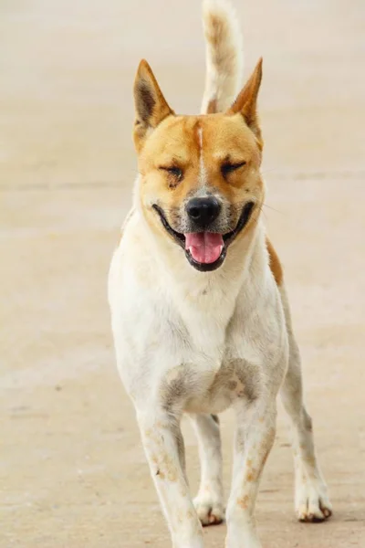 Marrón perro lindo es mirando fijamente en suelo — Foto de Stock