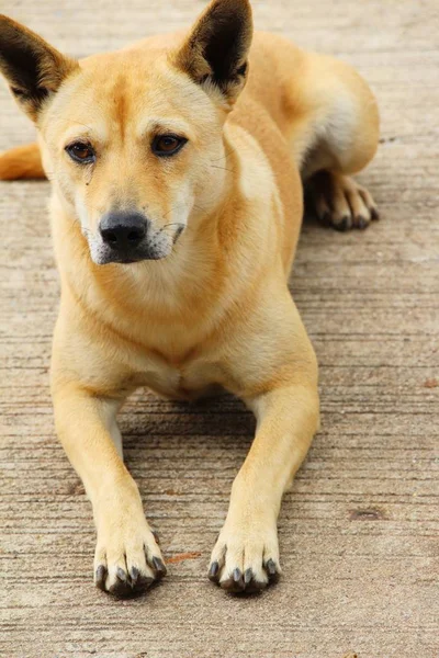 Bruine hond leuk is staren op verdieping — Stockfoto