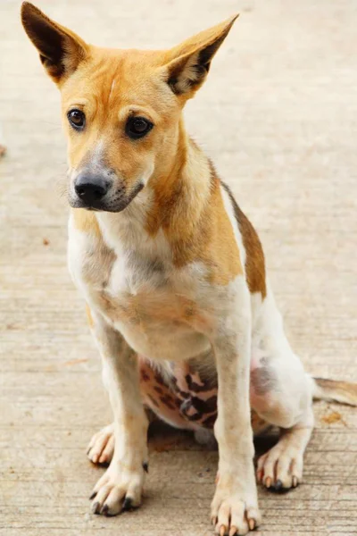 Brown chien mignon est fixé sur le sol — Photo