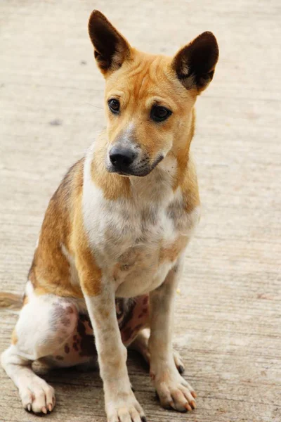 Marrón perro lindo es mirando fijamente en suelo —  Fotos de Stock