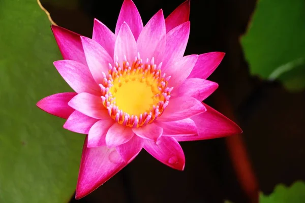 Krásné lotus rybník s přírodou — Stock fotografie