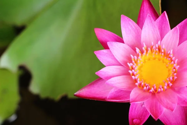 Mooie lotus in de vijver met de natuur — Stockfoto